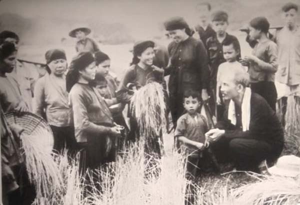 Bác Hồ thăm nông dân đang gặt lúa trên cánh đồng xã Hùng Sơn (Ảnh tư liệu)